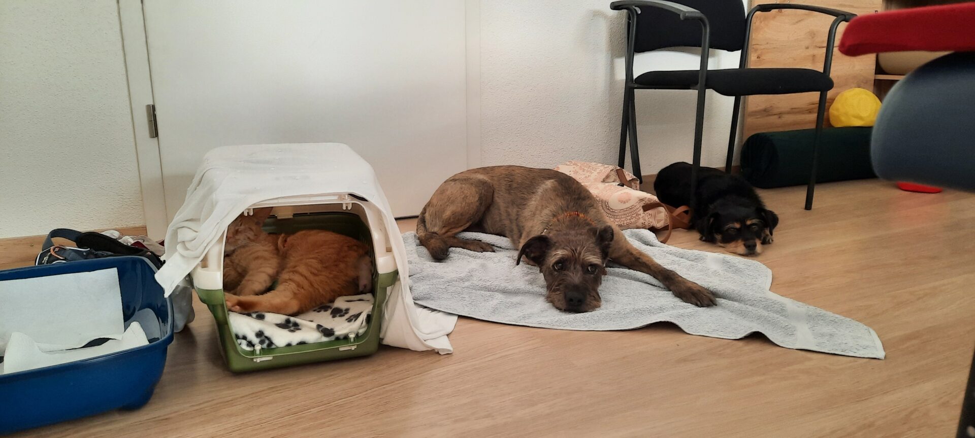 20230705 151452 - Sybille Aeschbach - Gesundheitspraxis für Mensch und Tier Tiere im Warteraum