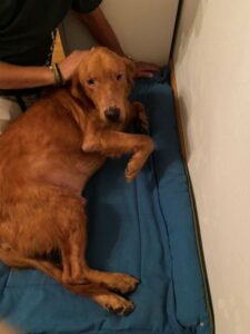 Vollmar Cairo1 aug 25 Weg Groesse