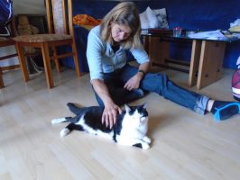 Feldenkrais Behandlung katze