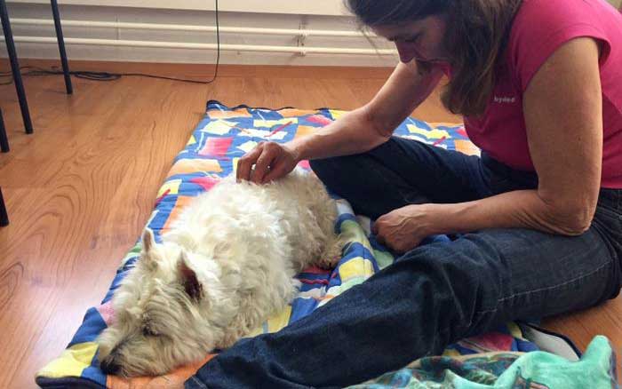 Feldenkraistherapie bei einem Hund von Sybille Aeschbach