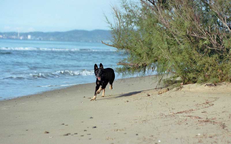 Sybille Aeschbach's Hund am Strand