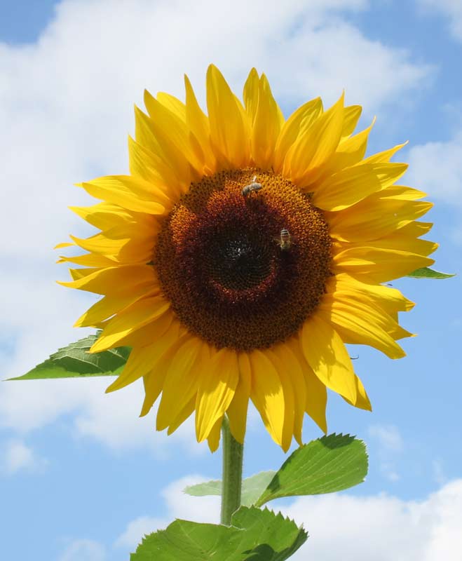 Sonnenblume steht für die Quantenheilung