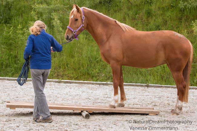 Pferdetraining bei Verhaltensproblemen